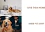 create a professional lost pet poster and annoncement